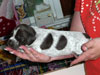 Cullen 2 Weeks