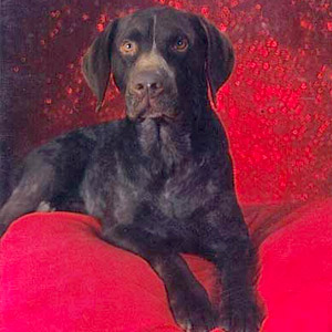 Companion Dogs