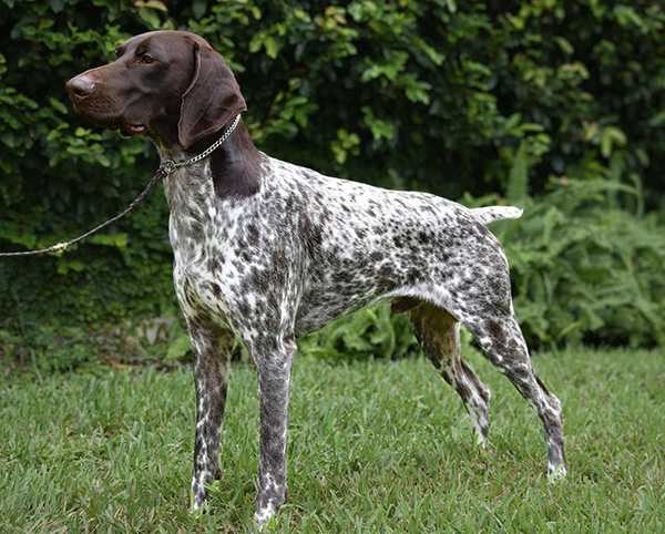 Roscoe Standing at an angle